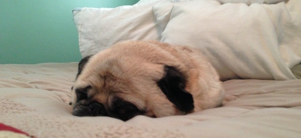 sleepy-slug-pug